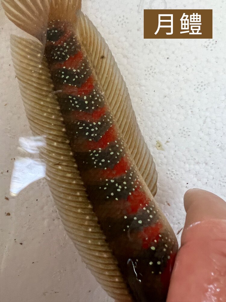 雷龙鱼龙鱼月鳢红月鳢苗红斑七星淡水观赏鱼鱼