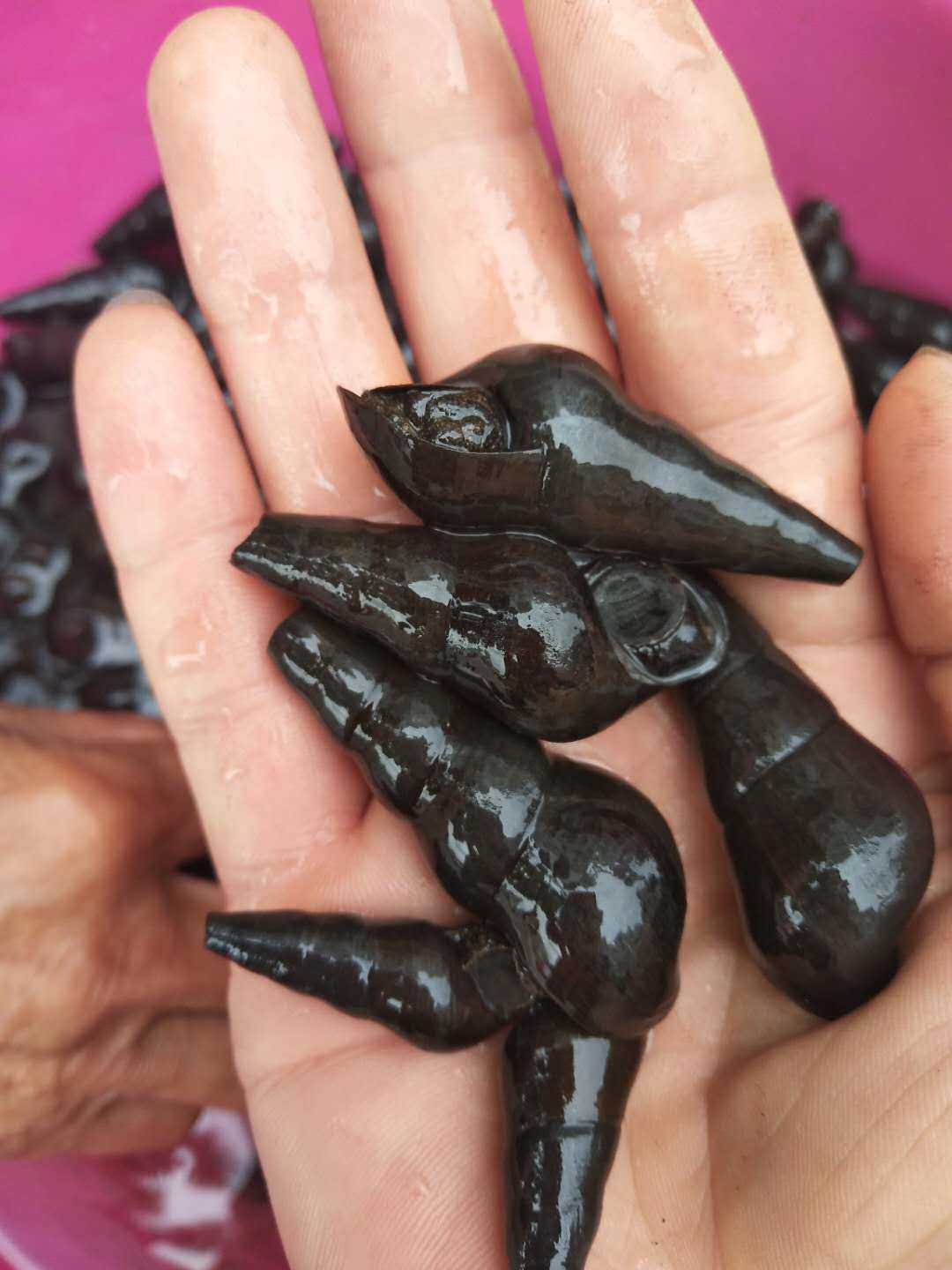 坑螺鲜活大山深山野生溪螺饭店大排档大个山其它