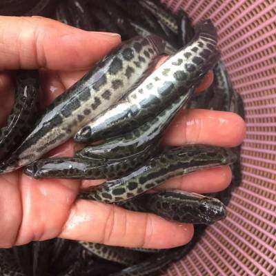 鱼苗水产黑鱼冷水观赏鱼淡水养殖肉食性乌鱼鱼