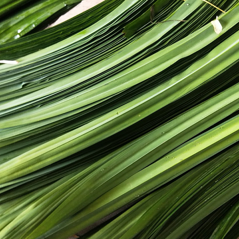 包邮新鲜香兰叶 班兰叶/斑斓叶千里香新鲜香兰叶 班兰叶 500g