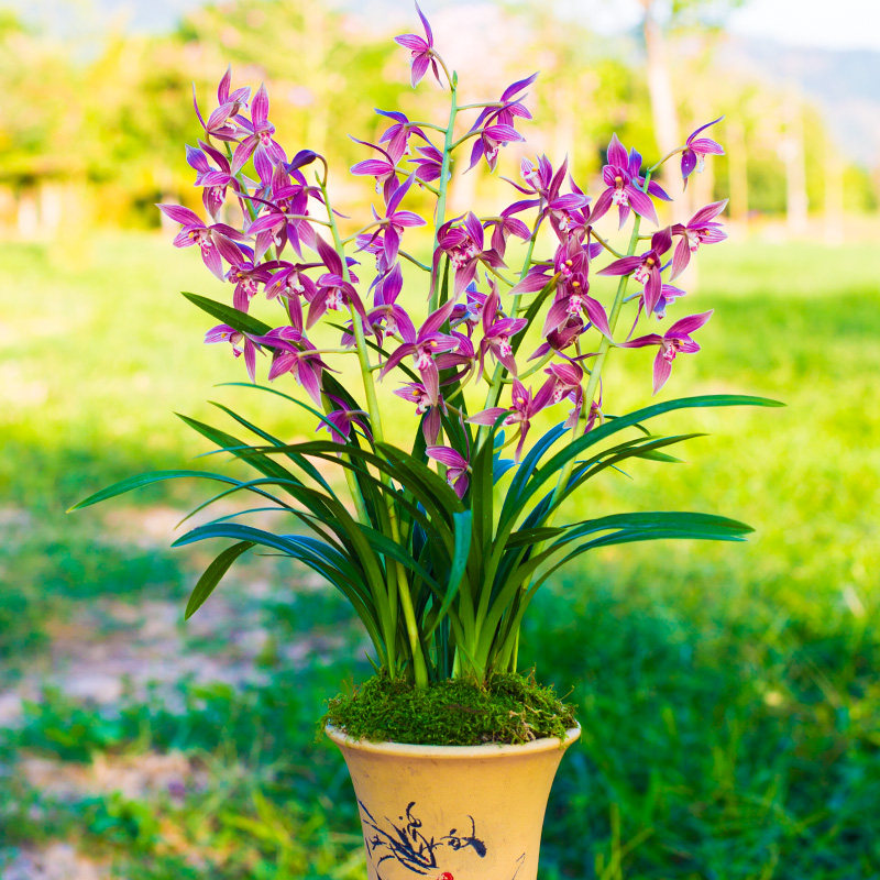 兰花四季品种花苞花苗香兰兰浓建兰盆栽兰草时令草本花卉