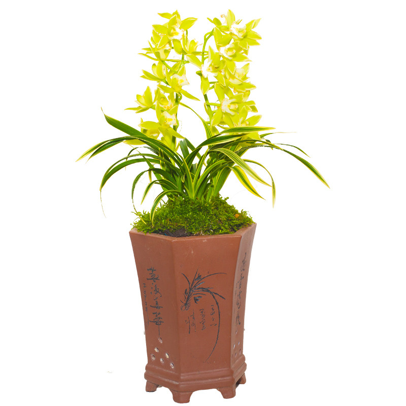 兰花盆栽植物名贵矮种兰草花苗金凤凰花卉兰花苗带花苞四季开中透