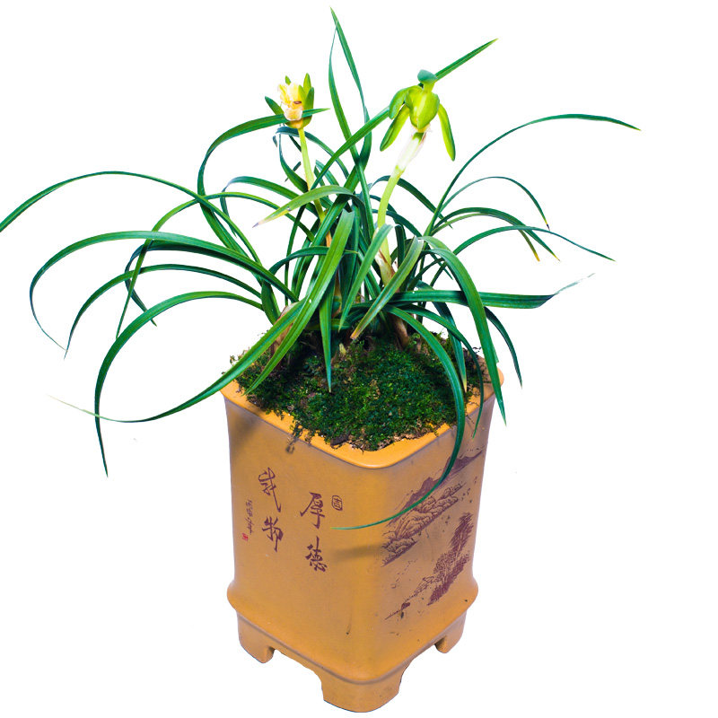 兰花盆栽植物名贵白王狮子兰花苗带花苞奇花春兰素心大众国兰场