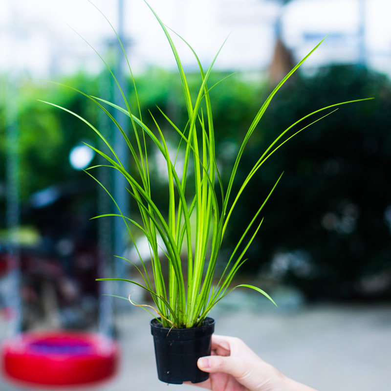 黄金胧月菖蒲盆景草水培苗虎须小叶艾草水生绿植