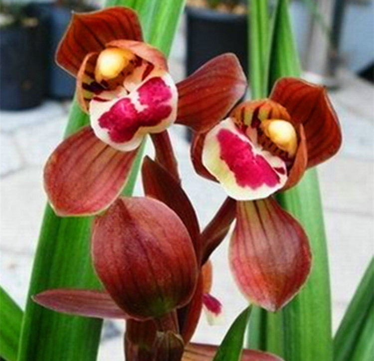 兰花苗墨兰 黄金万两 精品线艺荷瓣盆栽花卉室内绿植种子观叶植物