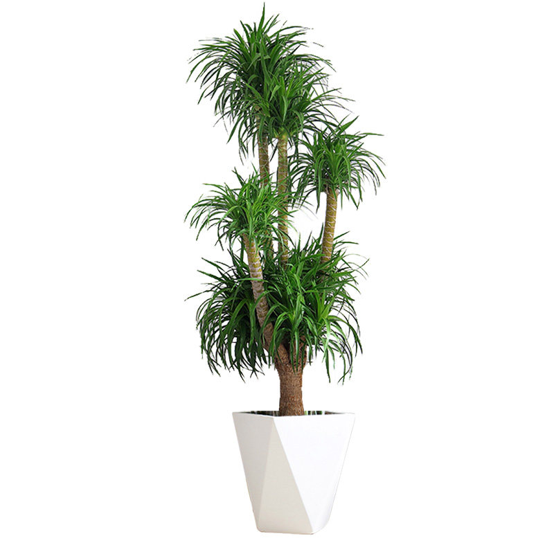 多头龙血大型植物室内龙须树盆栽大客客厅办公室大型绿植