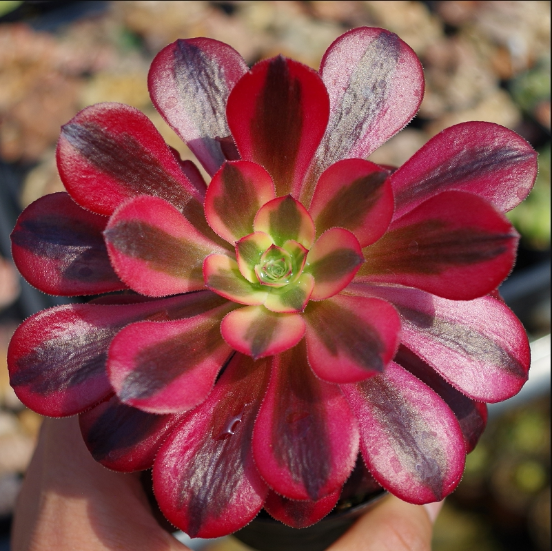 法师多肉植物锦美美杜莎女巫单头老手捧多肉植物