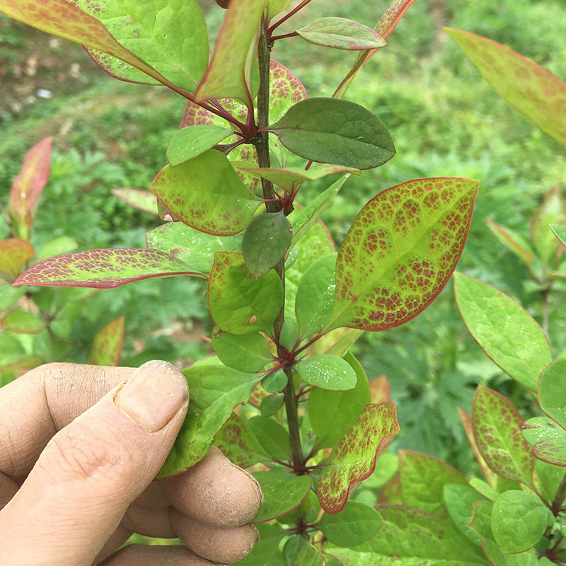 无锡黄丹树树干小檗庐山三颗黄疸药材现采100克其他药食同源食品