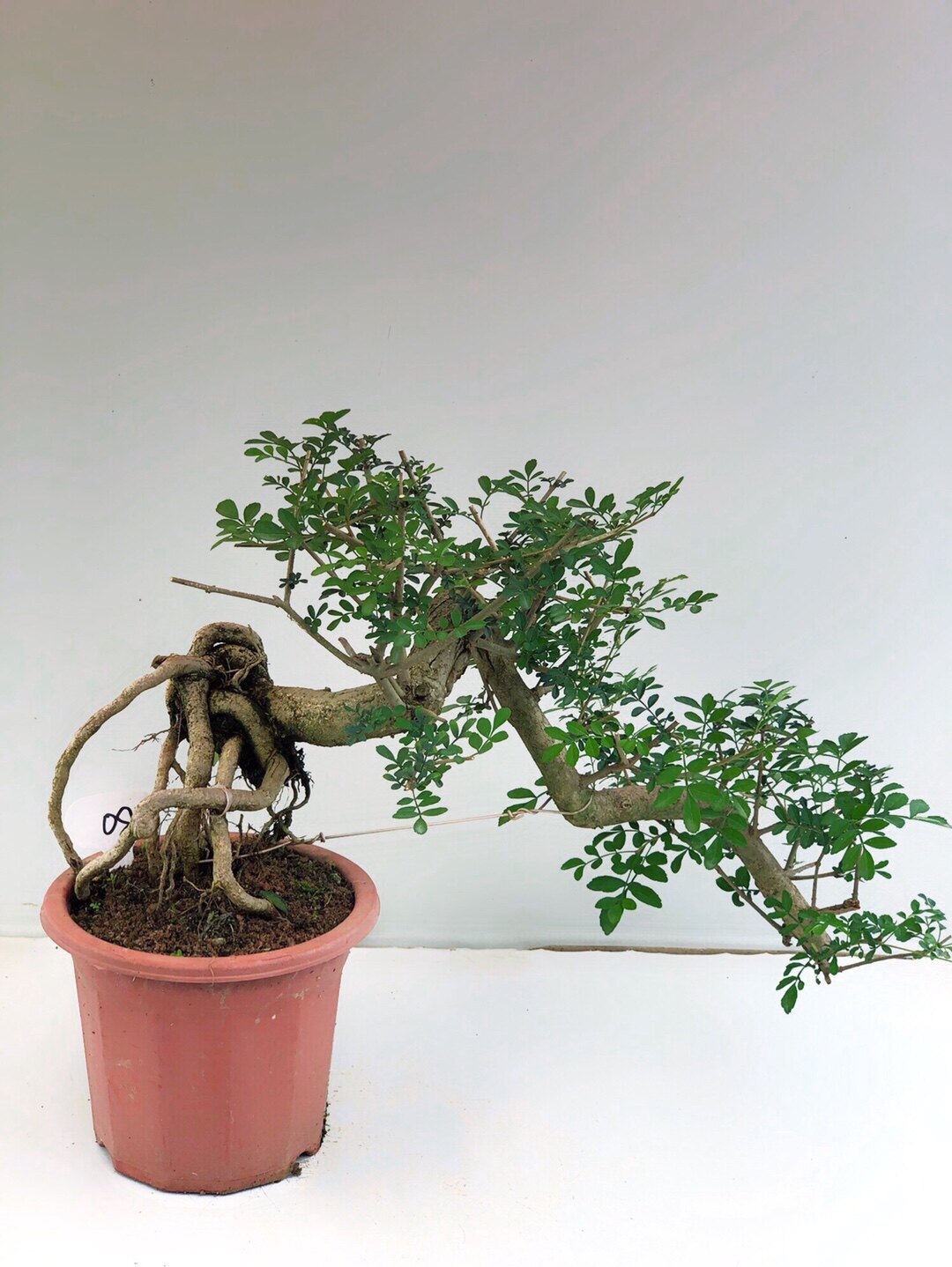 白蜡盆景老树树桩精品造型室内绿植办公室阳台绿植