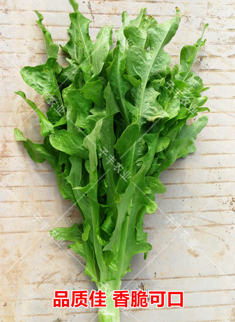 小丫甜唛菜口感香脆的花叶油麦菜种籽阳台盆栽四季播青菜菜种子孑