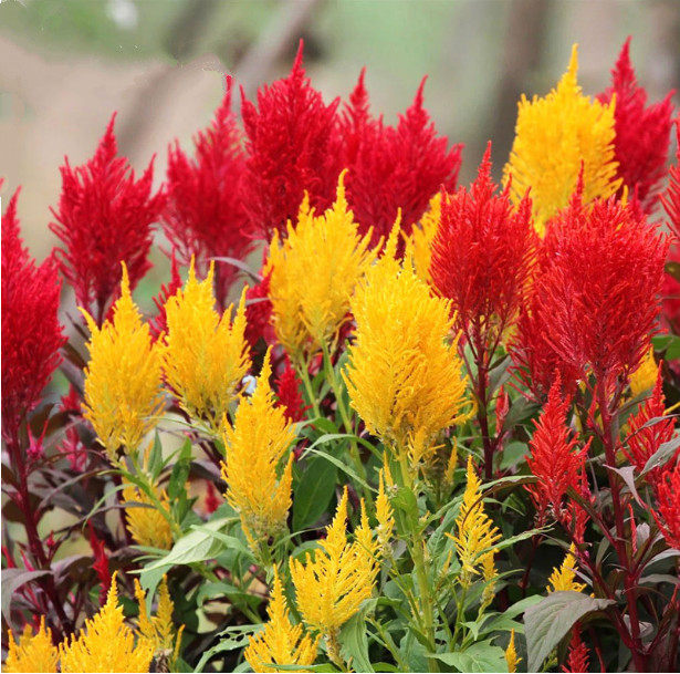 鸡冠花室外凤尾种子庭院四季种易盆栽耐旱花卉家庭园艺种子