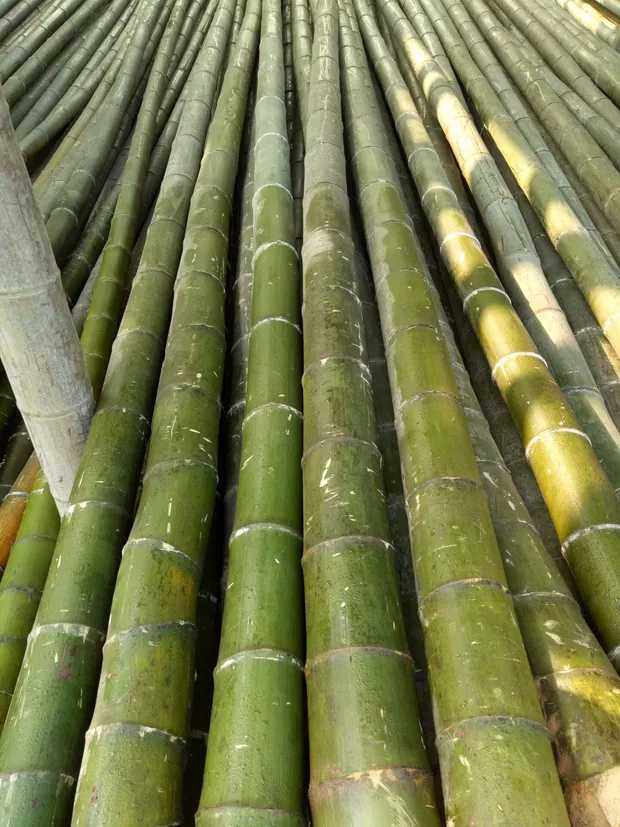 首页 痛风淘宝      菜园子搭架豆角黄瓜西红柿葡萄搭架粗细竹竿子竹