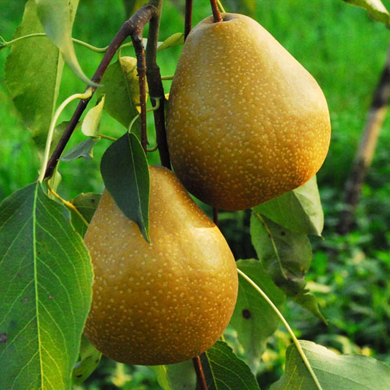 苍溪四川特产雪梨9个8月新鲜上市食用农产品梨