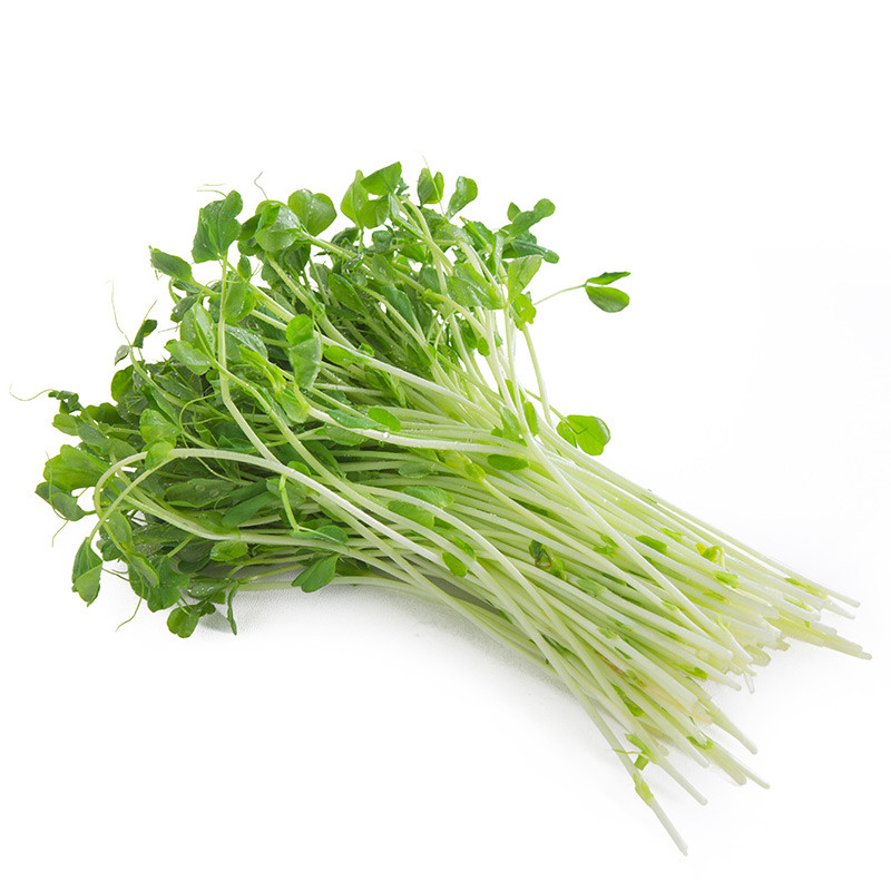 新鲜芽苗菜一斤500g豆苗尖芽火锅食材配菜蔬菜叶菜类