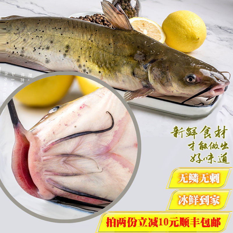 特惠鲜活清江江鱼微山湖原生态鮰鱼肥鱼江新鲜现杀淡水鱼类