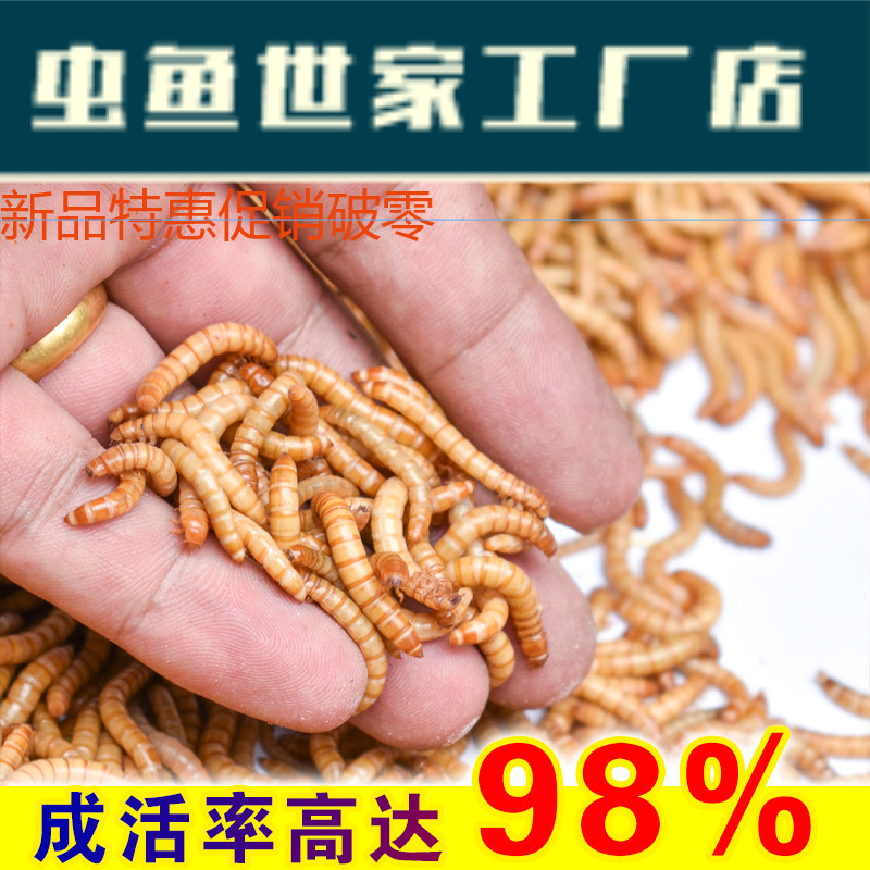 画眉鸟提性虫食面包包虫活虫大麦麦虫鲜黄粉虫爬虫