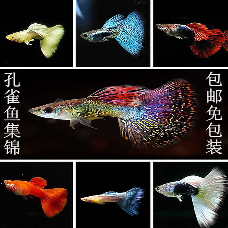 冰蓝蓝孔雀鱼黄礼服兰草天空蓝象象牙观赏鱼胎生鱼