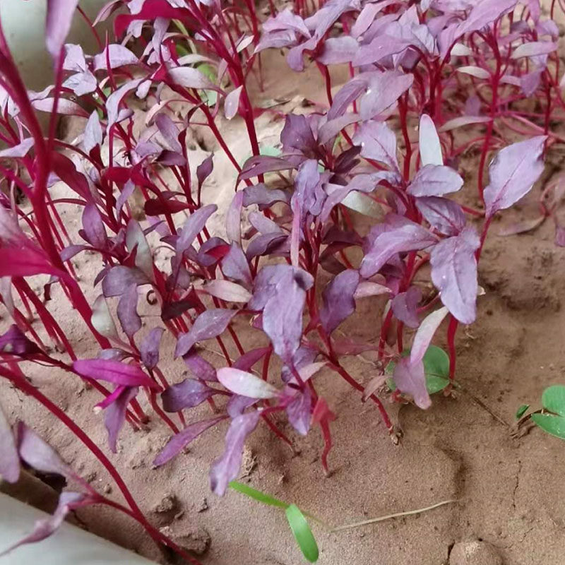 火红苗种种子新鲜蔬菜芽苗菜斯卡卡纳四季食用家庭园艺种子