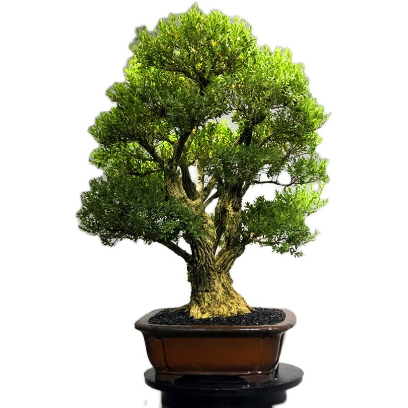 皱皮雀舌黄杨树苗小叶名贵盆景高档造型庭院大型绿植