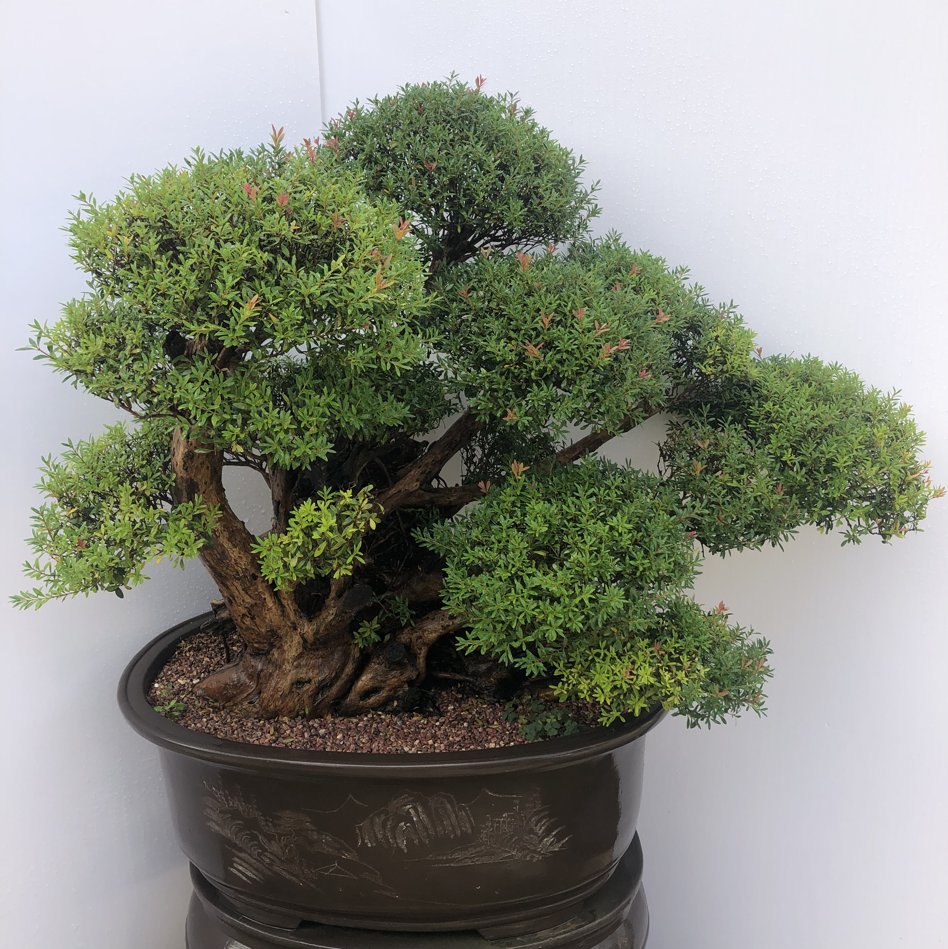 红杨盆景老桩绿植植物室内小盆盆栽大树造型大型绿植