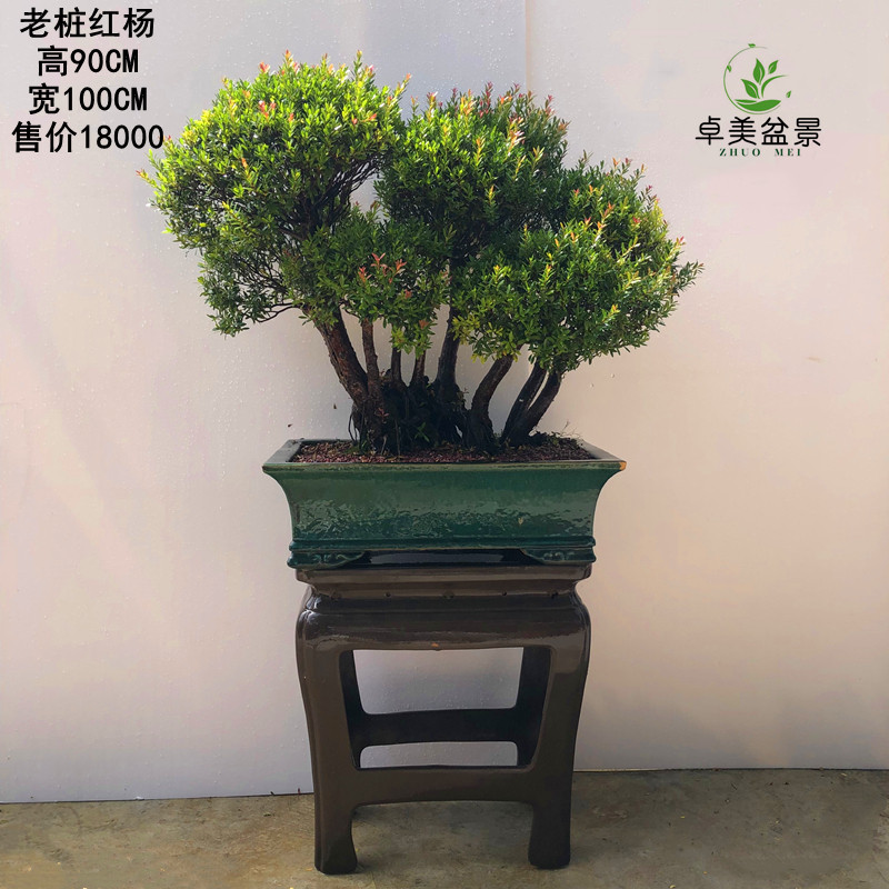 卓美园林名贵老桩红杨盆景室内客厅好养四季大型绿植