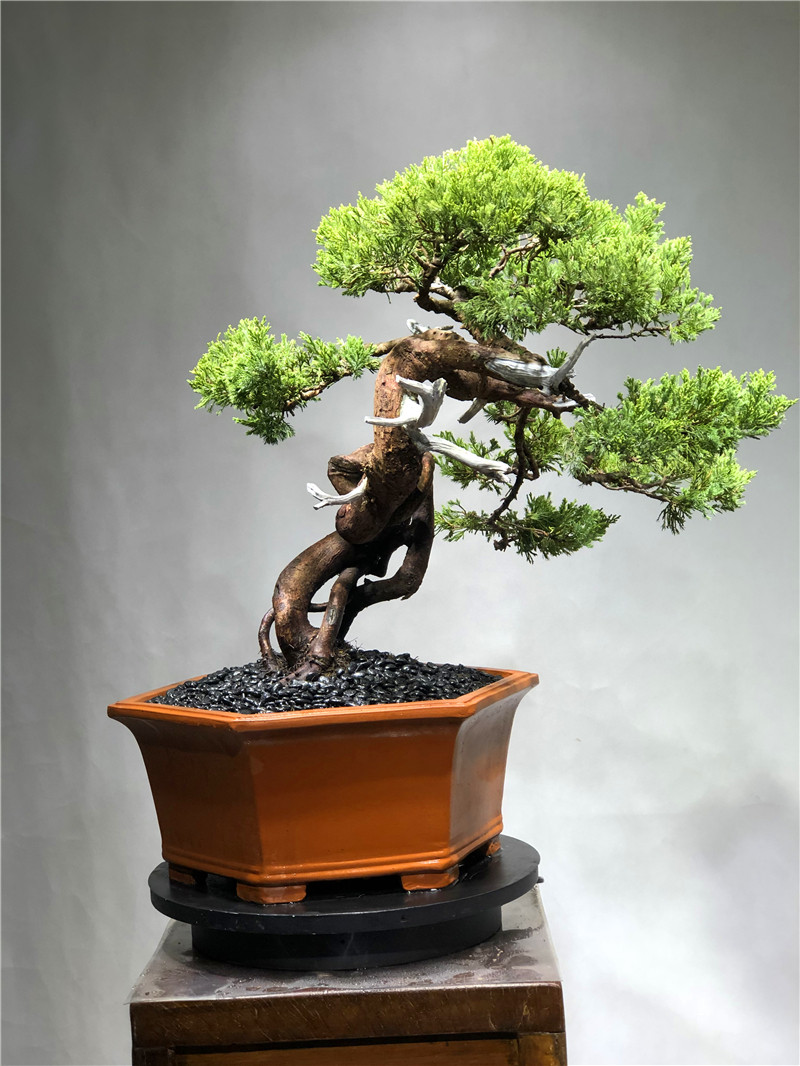 台湾济州真柏盆景室内小盆盆栽老桩庭院绿植绿植