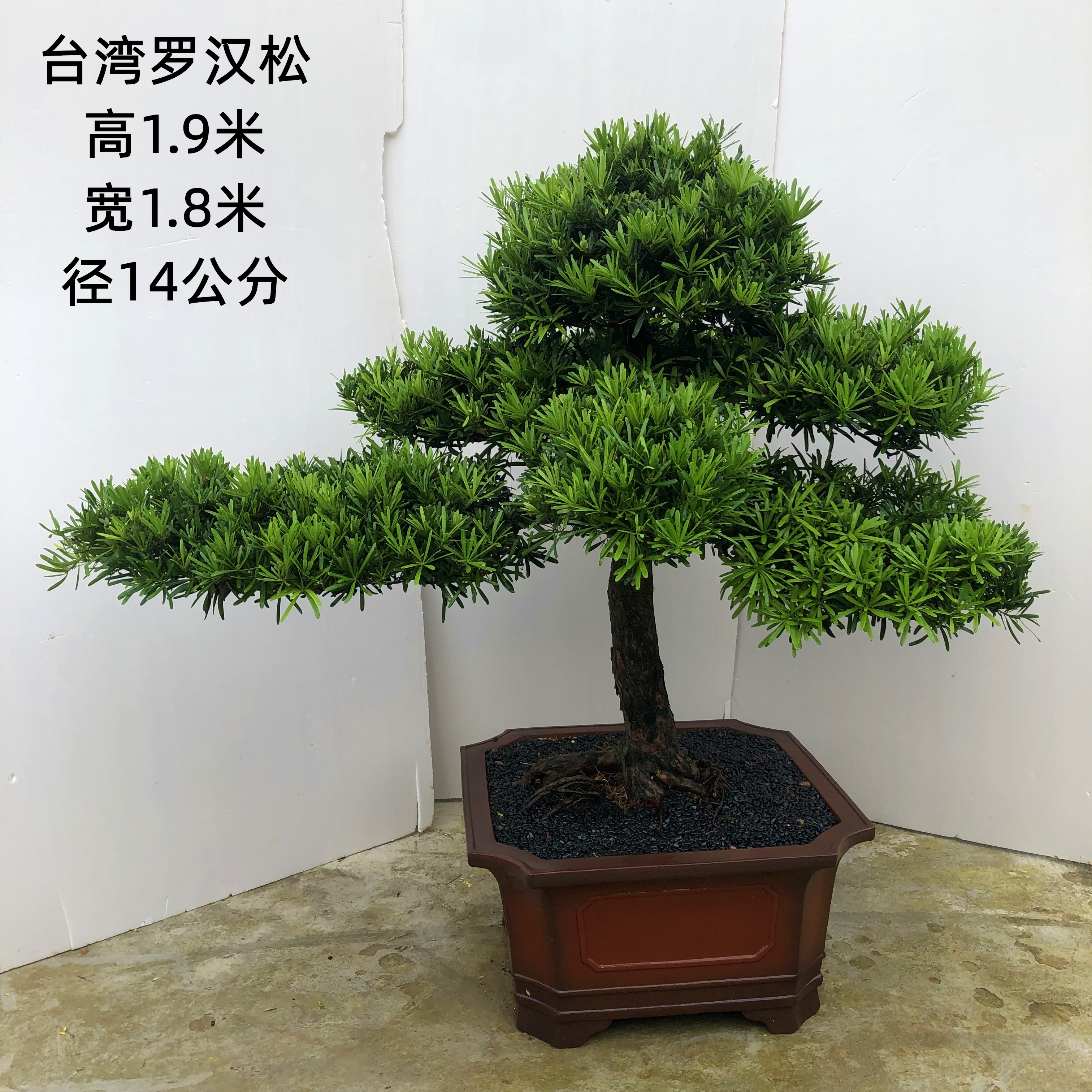 盆栽台湾金钻罗汉松老树树桩山水石造型造型盆景室内大型绿植