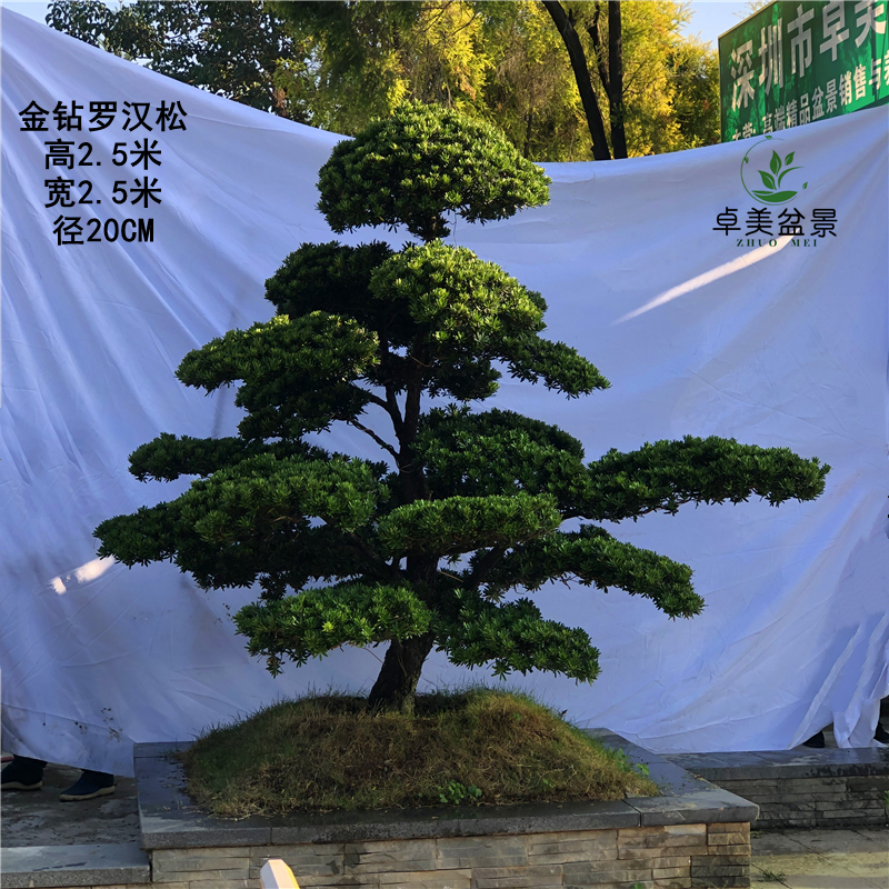 汉松罗汉松盆景实物大型地景树罗迎客松造型珍珠绿植