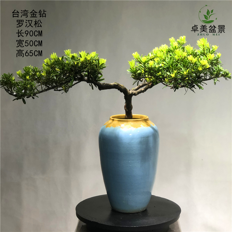 台湾金钻罗汉松四季长青绿植盆栽花卉迎客松造型盆景绿植