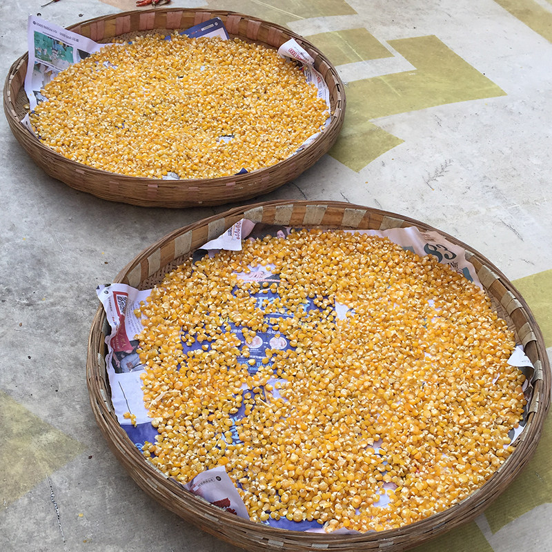 贵州特产农家自晒糯阴包谷苞谷豆粒玉米干包玉米