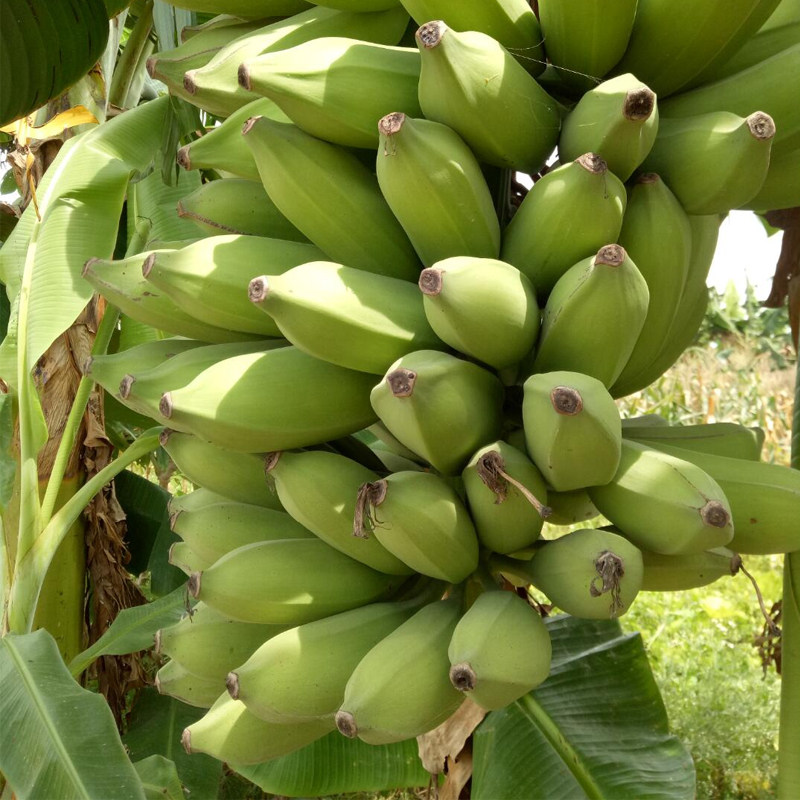 现货广西现摘现发大芭焦牛蕉小米蕉香蕉9斤香蕉