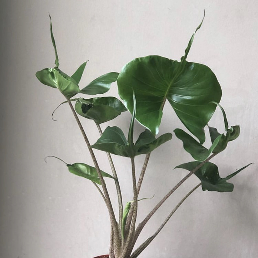 现货顺丰黄貂鱼10.5cm荷兰进口植物绿植室内庭院绿植