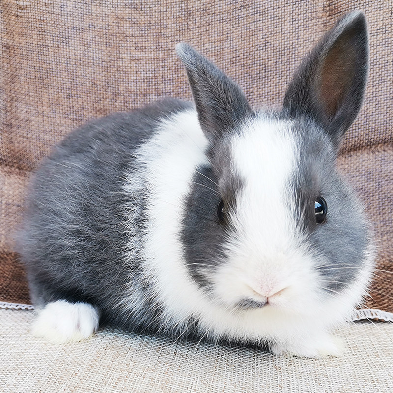 兔子活体宠物兔活迷你兔小型不大凤眼小白兔种兔兔