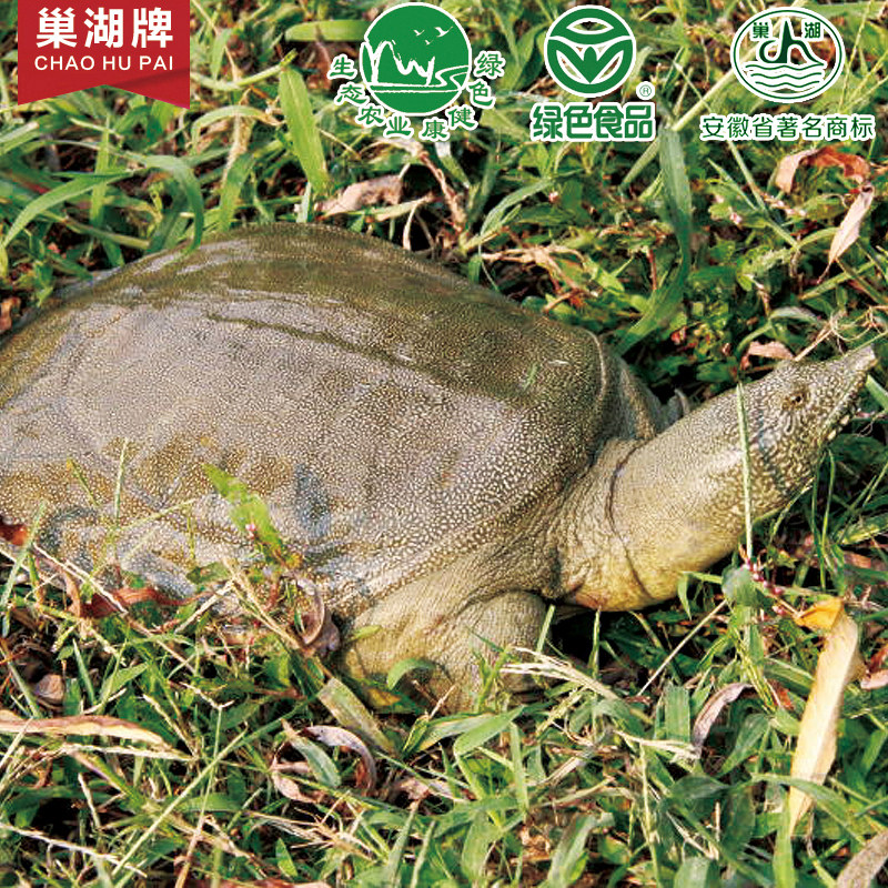 巢湖湖牌生态放养甲鱼外塘活体水鱼中华王八甲鱼