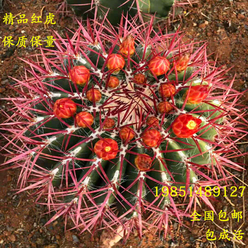 超大金虎美虎仙人球盆栽防辐射吸甲醛办公室仙人掌多肉植物盆栽