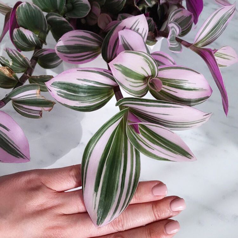 婚礼油画doroq多洛库紫露草锦吊兰植物ins风观绿植