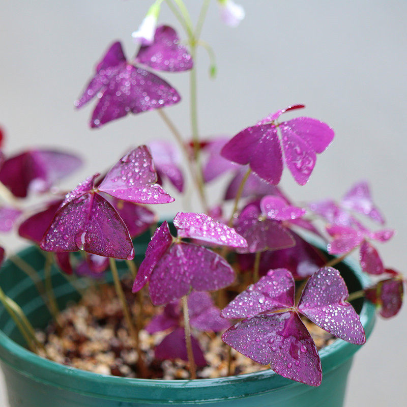 紫叶幸运草10颗球根红花酢浆草蝴蝶三叶草种球根花卉盆栽庭院耐寒