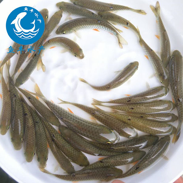 鱼苗黄娟鱼波鱼河青竹倒刺鲅鱼淡水淡水鱼包邮鱼
