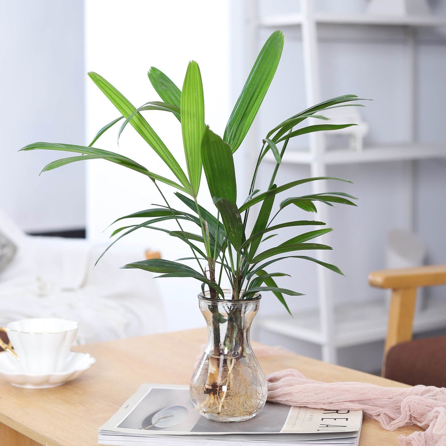 招财竹水培植植物花卉盆栽室内绿植富贵竹客厅绿植