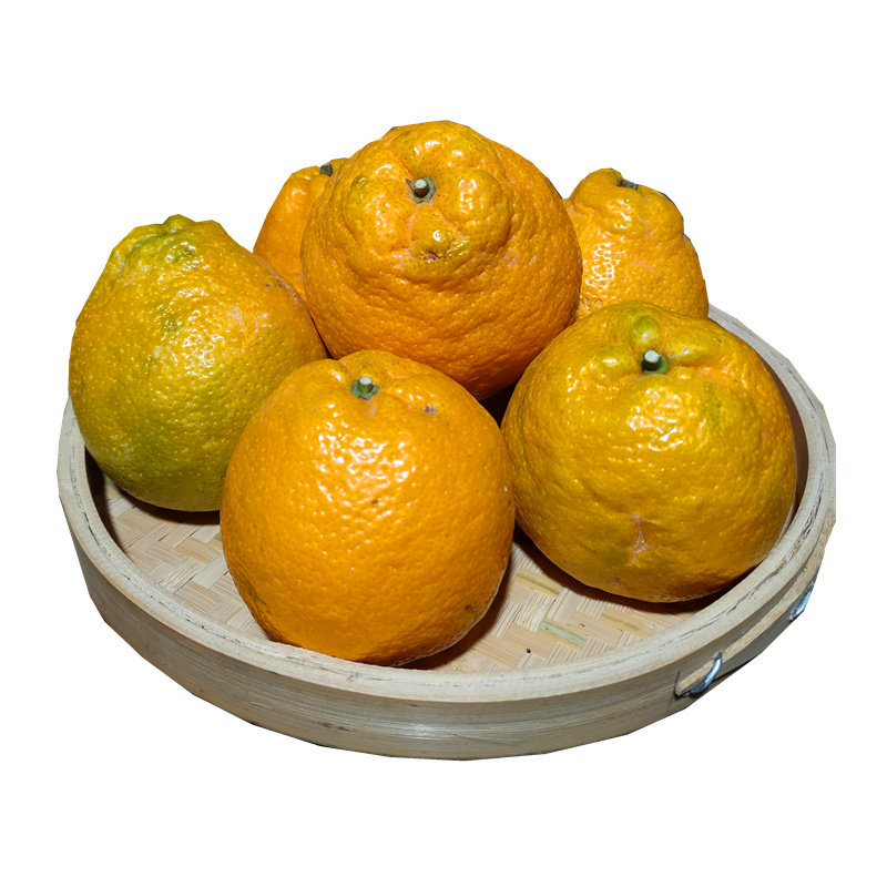 2021年正宗农产品精品瓯柑大果苦柑丽水温州特产苦橘小果欧柑苦柑