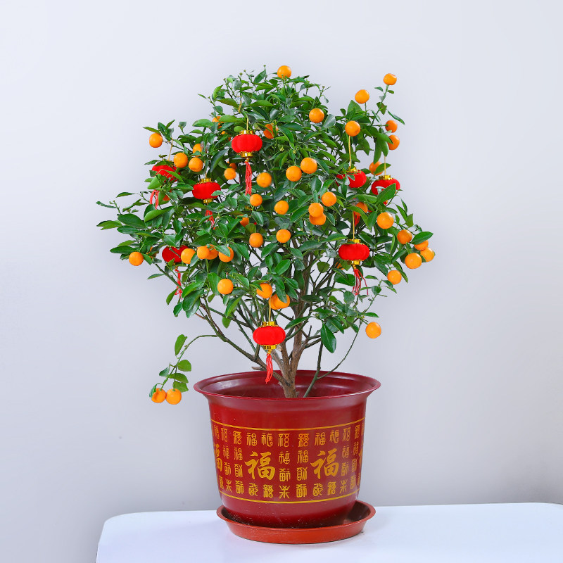 四季金桔树苗盆栽客厅招财植物室内花卉绿植绿植