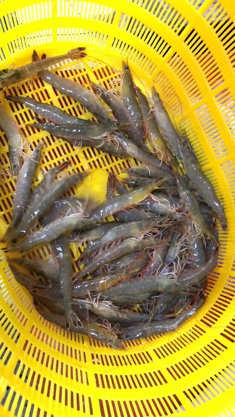 对虾连云港特产海水东方活虾新活新鲜海虾基围青虾冻虾