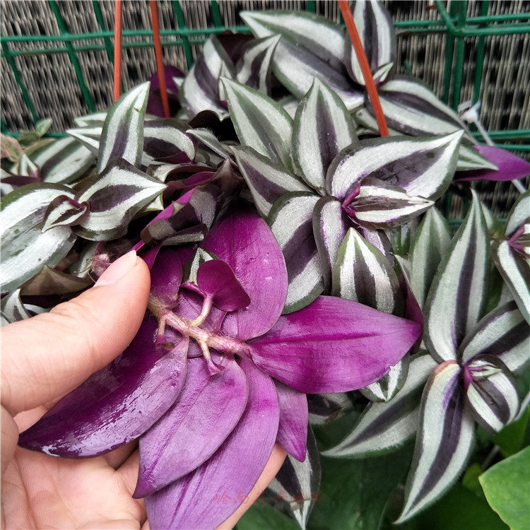 盆栽紫叶吊竹吊兰绿植花卉垂吊室内桌面客厅绿植