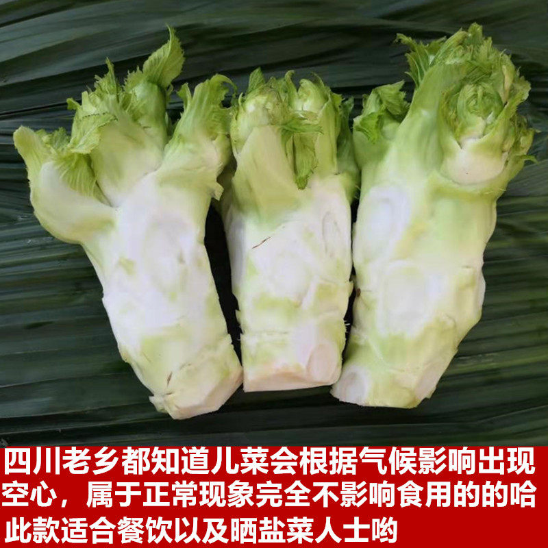 四川特产儿菜新鲜蔬菜娃娃菜抱儿菜坨坨菜只发主干餐饮供应5斤