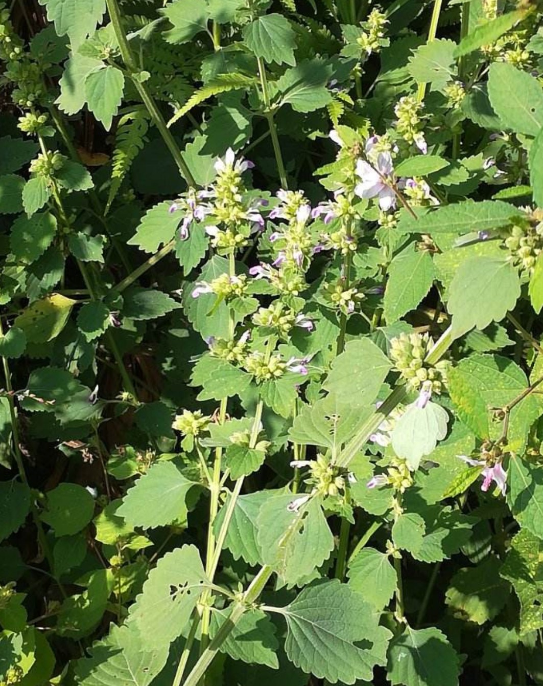 草药防风袜草抹草500克包邮其他药食同源食品
