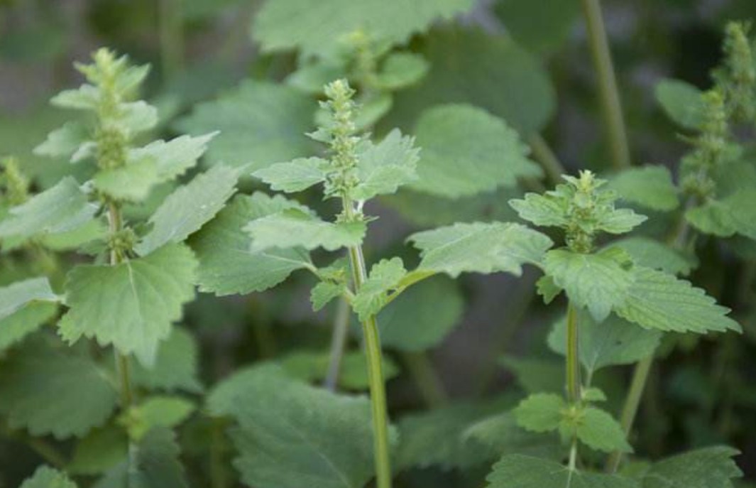 草药防风袜草抹草500克包邮其他药食同源食品
