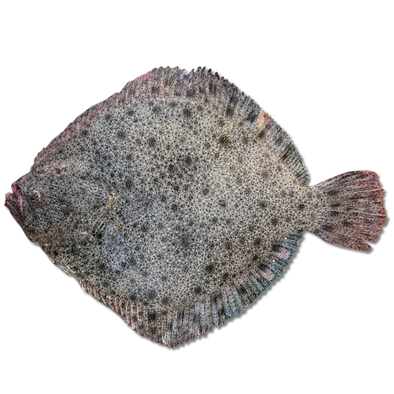 多宝鱼新鲜海鱼海捕鱼鲜活海鲜鱼小海海鱼平鱼蝶鱼其它