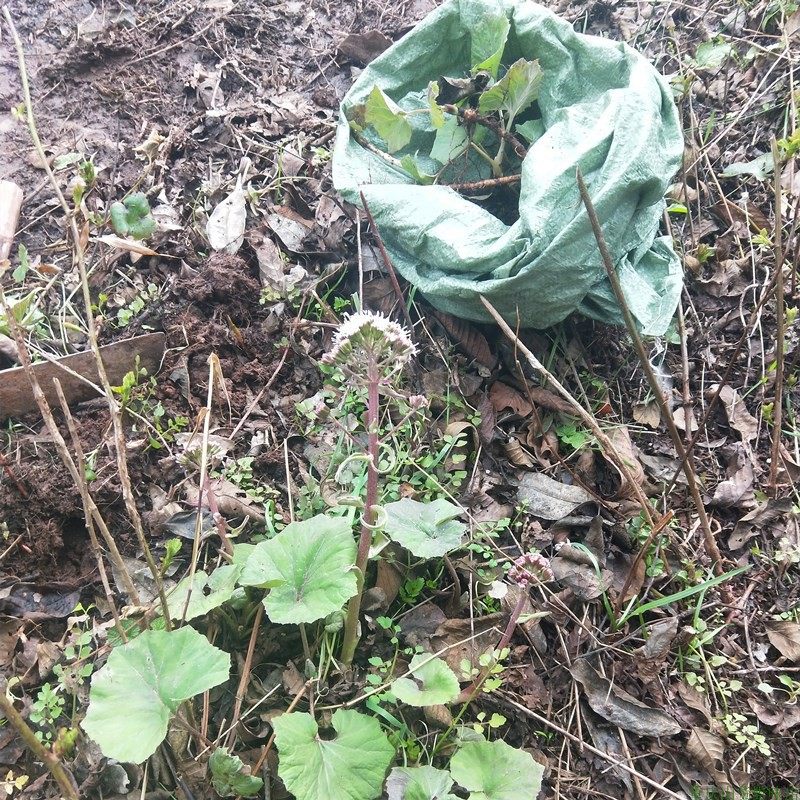 蜂斗款冬花野南瓜野菜新鲜庭院阳台泡茶煲汤其他药食同源食品