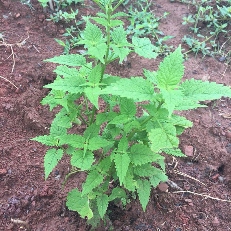 四川藿香苗鱼香苗中大苗新苗易成活土霍香苗盆栽花园带泥土发货