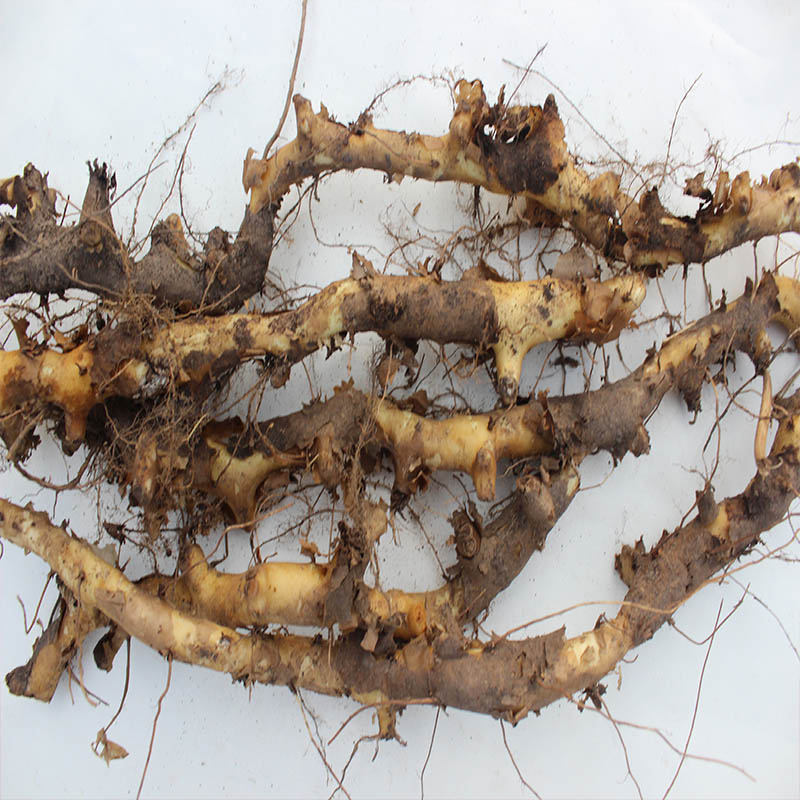 野生地龙东北穿山龙野生500克包邮串龙骨泡酒中药材其他药食同源食品